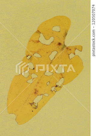 A collaboration between Japanese paper and worm-eaten wild yam leaves [Background material] 120507074