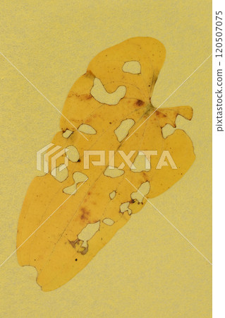 A collaboration between Japanese paper and worm-eaten wild yam leaves [Background material] 120507075