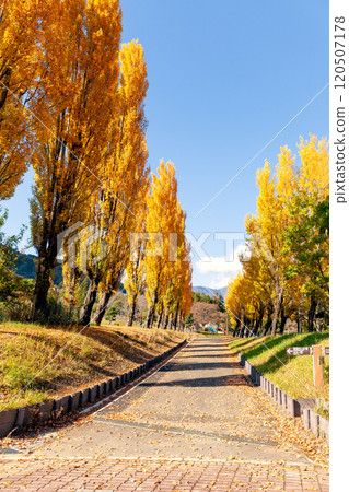 楊樹的紅葉【藤川工藝公園】 120507178