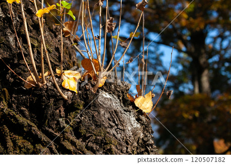 樹葉落在楊樹的樹幹上 120507182