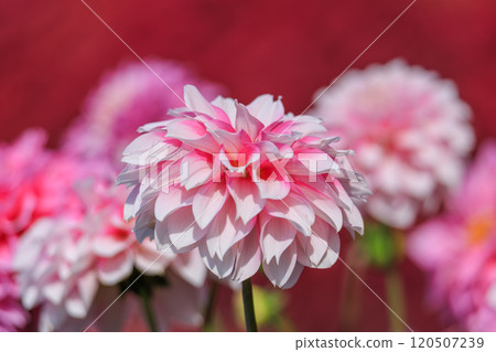 大麗花盛開 120507239