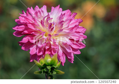 大麗花盛開 120507240