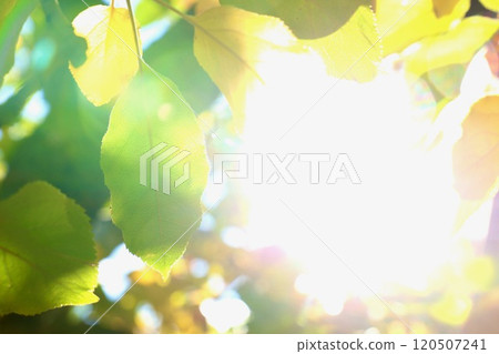 樹葉透明的陽光 120507241