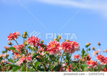 大麗花盛開 120507242