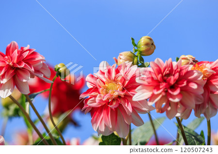Dahlia flowers in full bloom 120507243