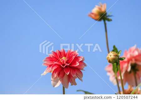 Dahlia flowers in full bloom Dahlia flowers in full bloom 120507244