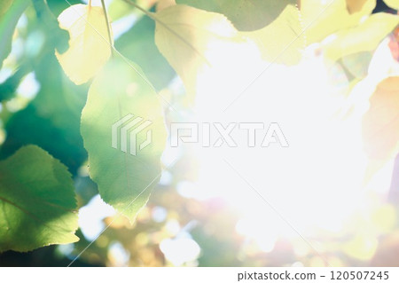 Leaves transparent to the sun's light 120507245