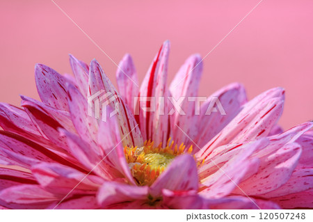 Dahlia flowers in full bloom Dahlia flowers in full bloom 120507248