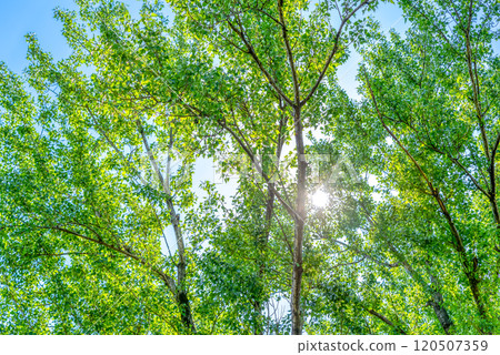 新綠秋瀨公園 120507359