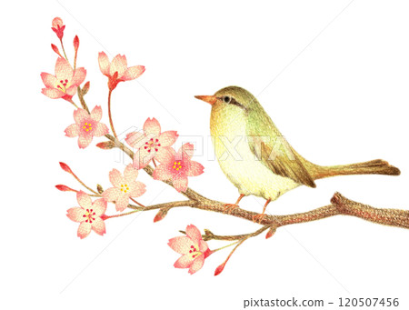 A warbler perched on a cherry blossom branch, hand-drawn with colored pencils A warbler perched on a cherry blossom branch, hand-drawn with colored pencils 120507456
