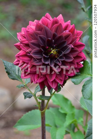 Red dahlia Red dahlia 120507934