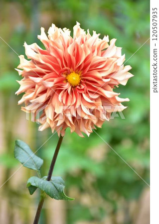 orange dahlia 120507935