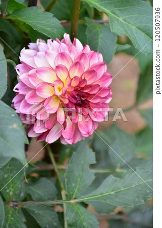 Pink Dahlia Pink Dahlia 120507936