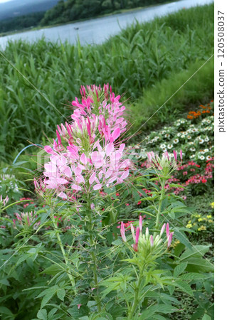 粉紅色的花朵 120508037
