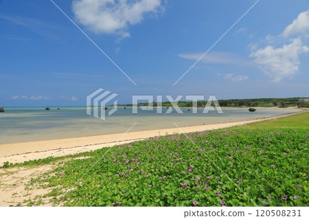 Coastal scenery of Sawada Beach on Irabu Island covered with pretty flowers Coastal scenery of Sawada Beach on Irabu Island covered with pretty flowers 120508231