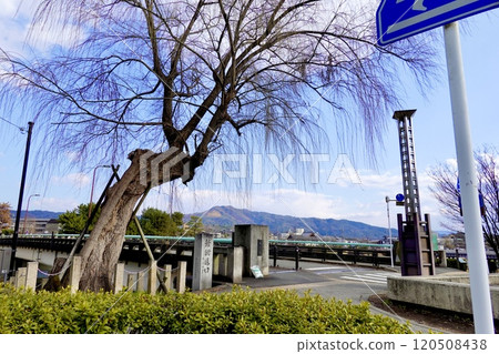 京都府京都市左京區出町柳橋橋下鯰街道入口處的冬季枯萎的垂枝櫻花和石碑的景色 120508438