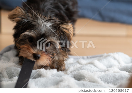 可愛的狗狗在皮帶上咬著玩 可愛的狗狗在皮帶上咬著玩 120508617