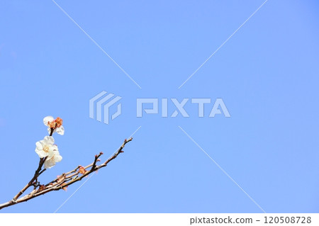 Plum blossoms herald the arrival of spring (background material) Plum blossoms herald the arrival of spring (background material) 120508728