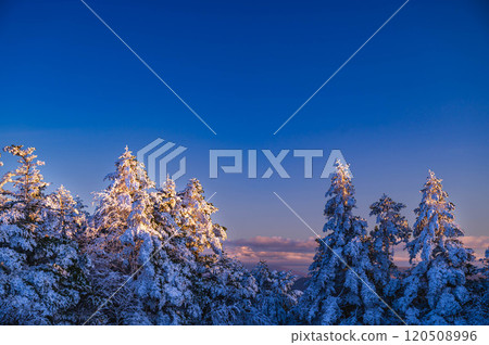 Rime-covered trees illuminated by the setting sun, Utsukushigahara Highlands 120508996