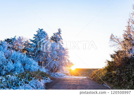 The sun sets on the Utsukushigahara Plateau and the frost-covered trees 120508997