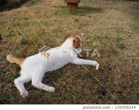 A cute white cat playing with a broken cat toy 120509244