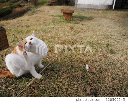 A cute white cat playing with a broken cat toy 120509245