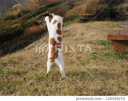 A cute white cat playing with a broken cat toy A cute white cat playing with a broken cat toy 120509258