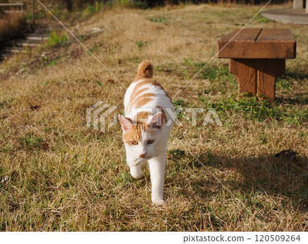 一隻可愛的白貓瘋狂地玩著壞了的玩具。 120509264