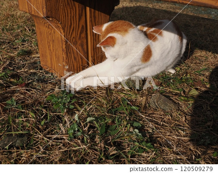 A cute white cat playing with a broken cat toy A cute white cat playing with a broken cat toy 120509279