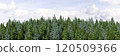 3d rendering of the dense pine forest on sky background. Wide seamless nature panorama forest landscape 120509366
