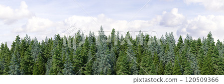 3d rendering of the dense pine forest on sky background. Wide seamless nature panorama forest landscape 120509366