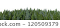 3d rendering of the dense pine forest on white background. Wide seamless nature panorama landscape 120509379