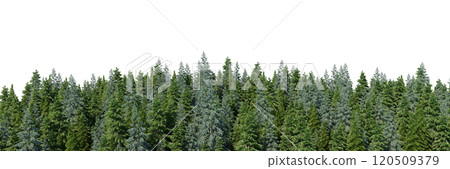 3d rendering of the dense pine forest on white background. Wide seamless nature panorama landscape 3d rendering of the dense pine forest on white background. Wide seamless nature panorama landscape 120509379