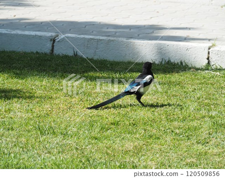 喜鵲(烏茲別克) 喜鵲(烏茲別克) 120509856