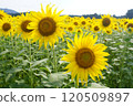 玉木町亞久里的向日葵田 120509897
