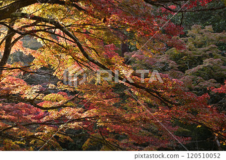 Autumnal leaves 120510052