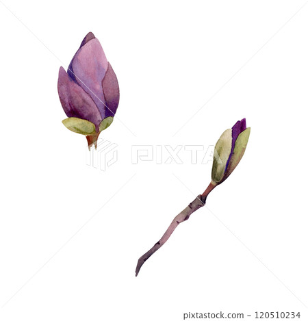 Spring flower, mauve magnolia camelia tree bush buds on branch, exotic isolated botanical illustration hand drawn in watercolor. Single element object for florist shop, stationery, wedding bouquet. 120510234