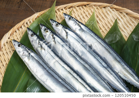 Fresh pacific saury served on a bamboo basket 120510450