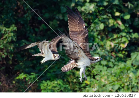Young and adult ospreys fighting over territory 120510827