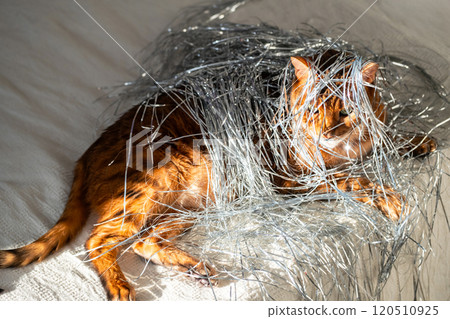 Holiday cat playing in foil Christmas tree tinsel. Holiday cat playing in foil Christmas tree tinsel. 120510925