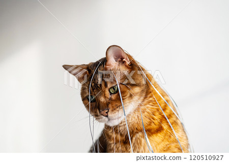Funny cat with foil tinsel strings draped over its head. Funny cat with foil tinsel strings draped over its head. 120510927