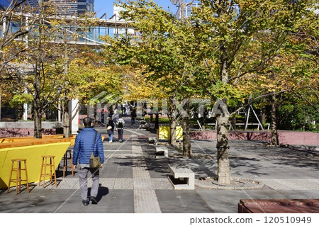 Autumn foliage around Shinagawa Intercity in Konan 2-chome, Minato Ward, Tokyo Autumn foliage around Shinagawa Intercity in Konan 2-chome, Minato Ward, Tokyo 120510949