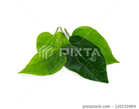 Green Piper betel leaf isolated on the white background. Thai herb, Thai food (Wildbetal Leafbush) (Piper sarmentosum Roxb) Green Piper betel leaf isolated on the white background. Thai herb, Thai food (Wildbetal Leafbush) (Piper sarmentosum Roxb) 120510969