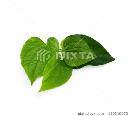 Green Piper betel leaf isolated on the white background. Thai herb, Thai food (Wildbetal Leafbush) (Piper sarmentosum Roxb) Green Piper betel leaf isolated on the white background. Thai herb, Thai food (Wildbetal Leafbush) (Piper sarmentosum Roxb) 120510970