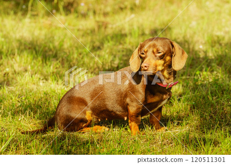 Little dog playing outside Little dog playing outside 120511301