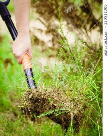 Woman remove tree from backyard, digging soil with shovel Woman remove tree from backyard, digging soil with shovel 120511306