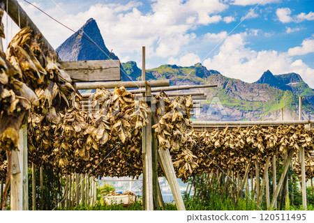 Cod stockfish drying on racks, Lofoten islands Norway 120511495