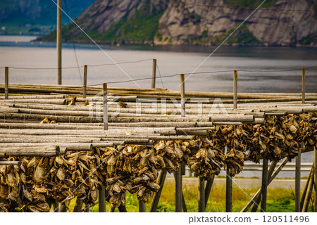 Cod stockfish drying on racks, Lofoten islands Norway 120511496
