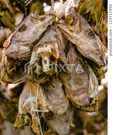 Cod stockfish drying on racks, Lofoten islands Norway 120511498