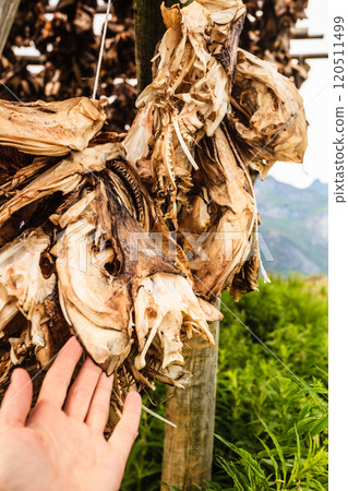Cod stockfish drying on racks, Lofoten islands Norway Cod stockfish drying on racks, Lofoten islands Norway 120511499